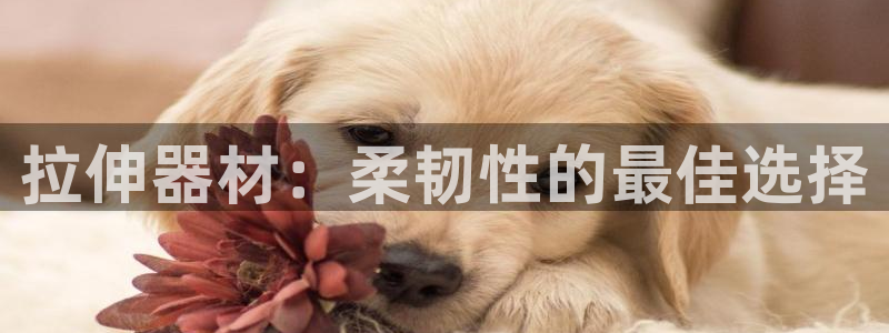 意昂3神州：拉伸器材：柔韧性的最佳选择